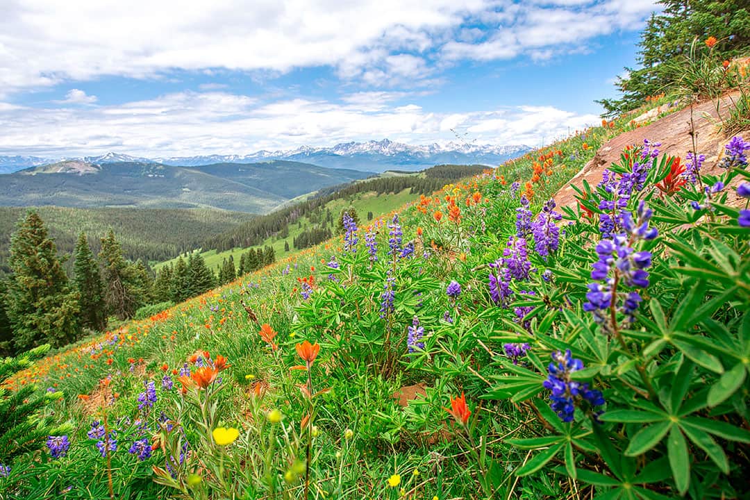 shrine pass colorado wildflowers