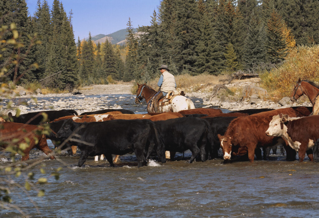 Cattle Drive