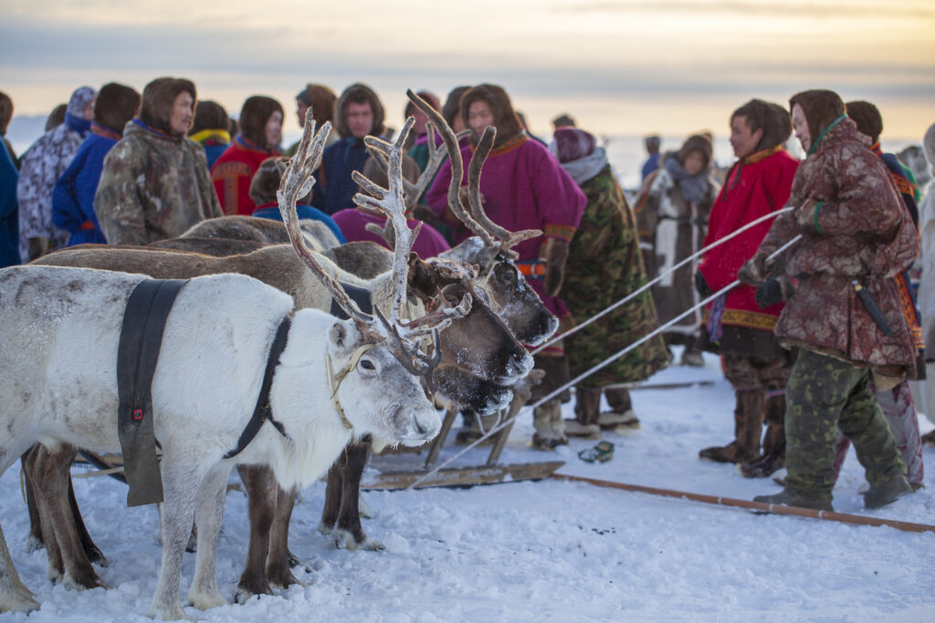 Reindeer Herders