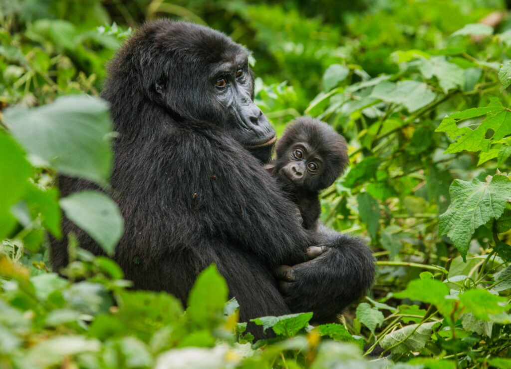 Wild Gorillas