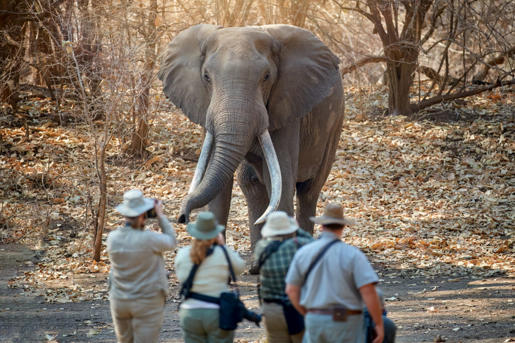 Walking Safari