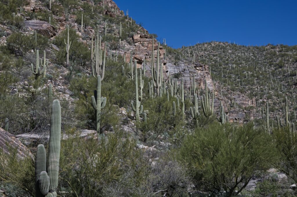 Sabino Canyon National Recreational Area Tucson Az