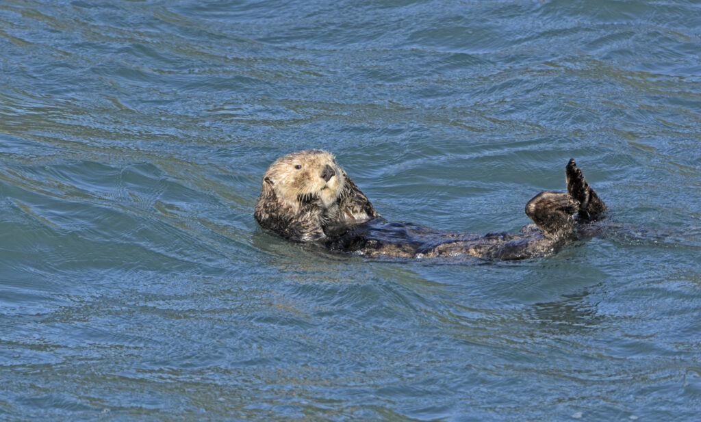 Sea Otter Preening in the Ocean in Kenai Fjords National Park in Alaska