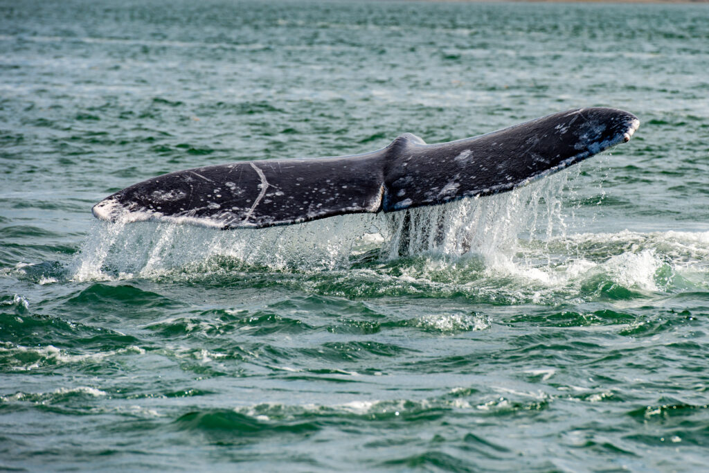 grey whale tail going down in pacific ocean