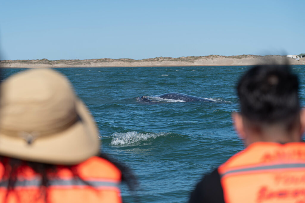 Whale Watching on the Baja at Magnolina Bay Mexico