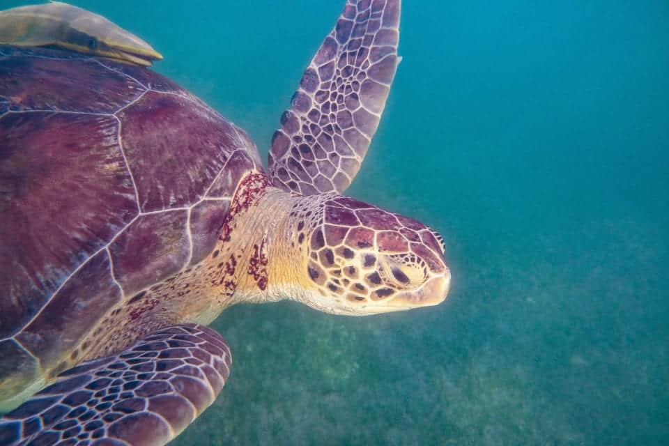 Akumal Bay Turtle with remora