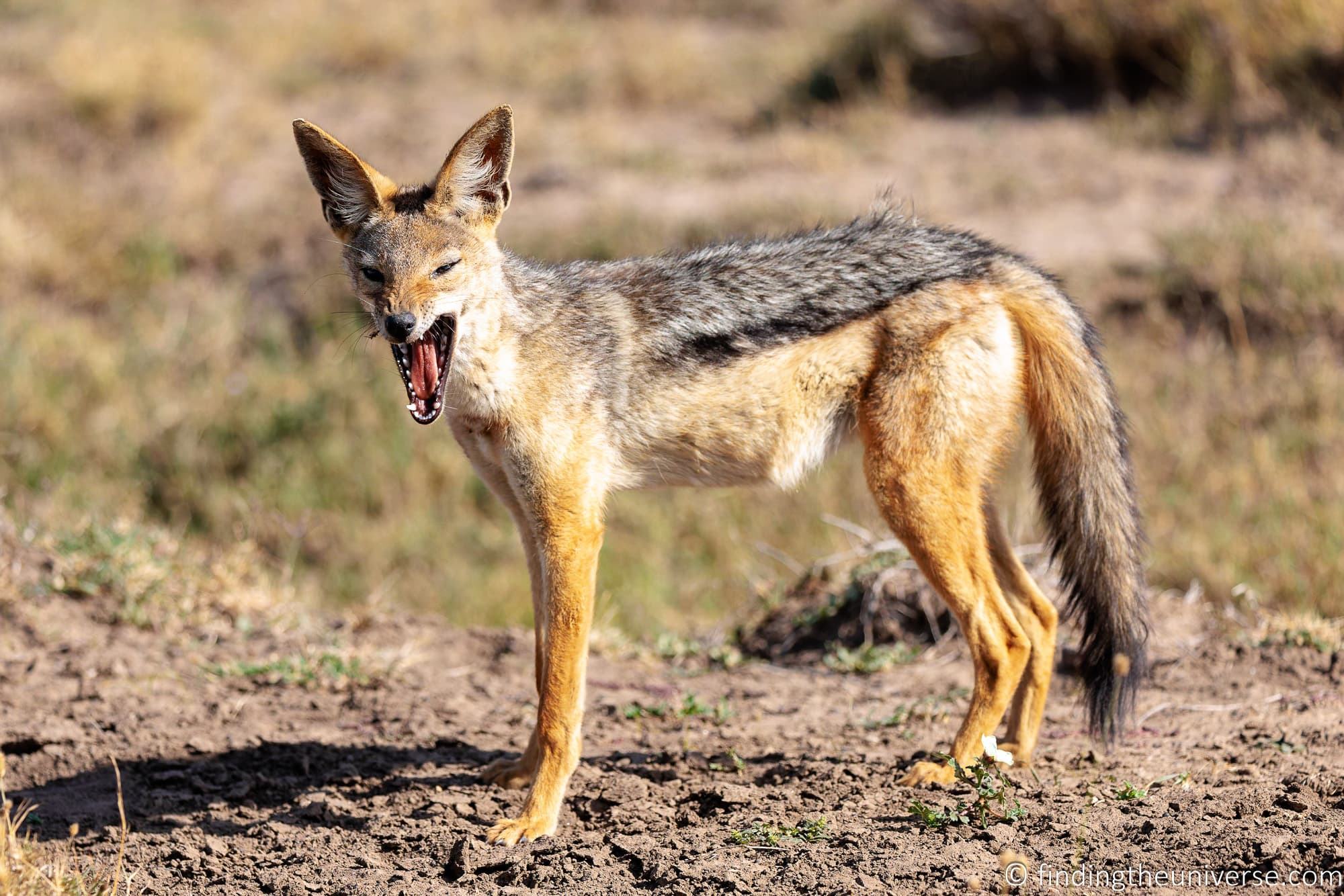 Jackal Kenya