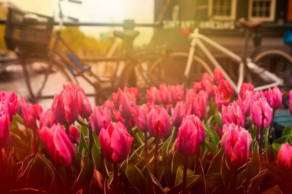 Biking through Holland via Canva