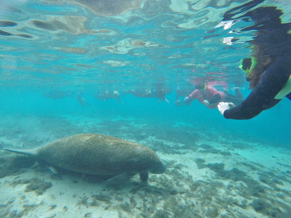 Manatee-in-Crystal-River