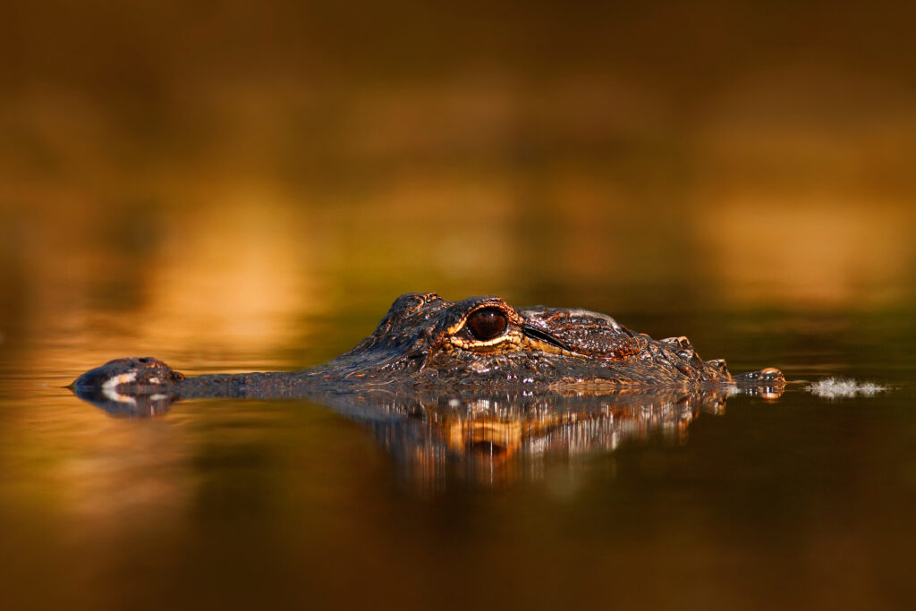 American Alligator, Alligator mississippiensis, NP Everglades, Fl