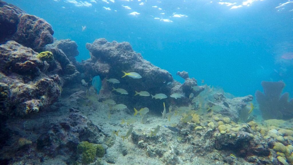 Snorkeling Key West