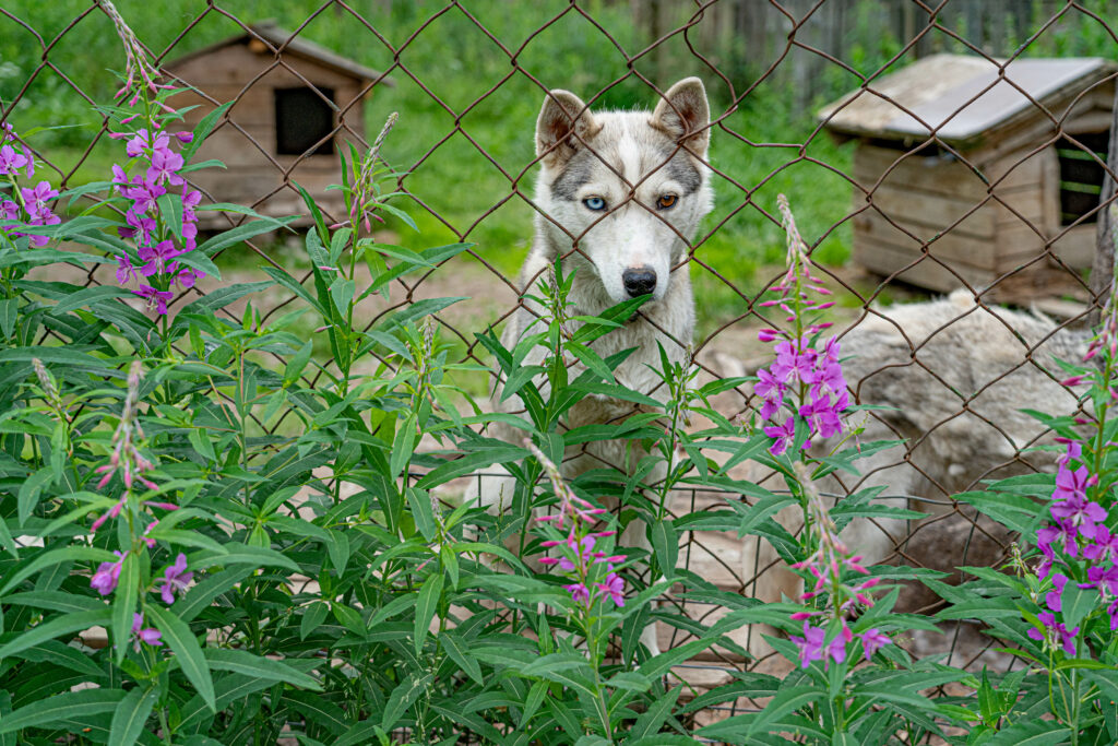 Husky at Levi Husky Park