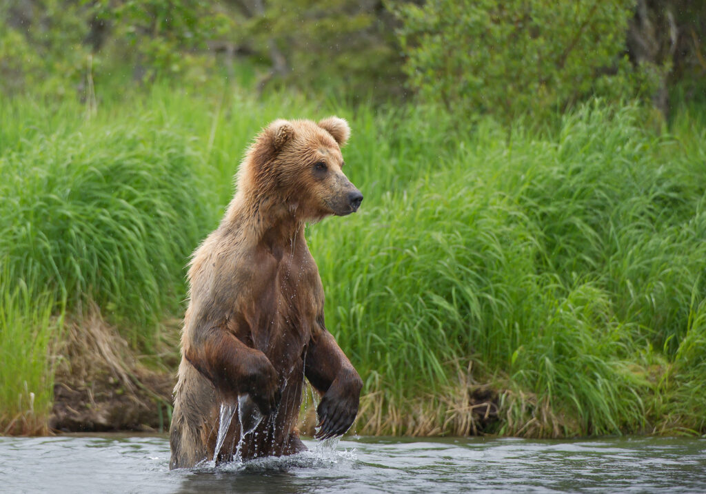 Grizzly bear standing in the river in rainy day, with green forest in background, Alaska, USA