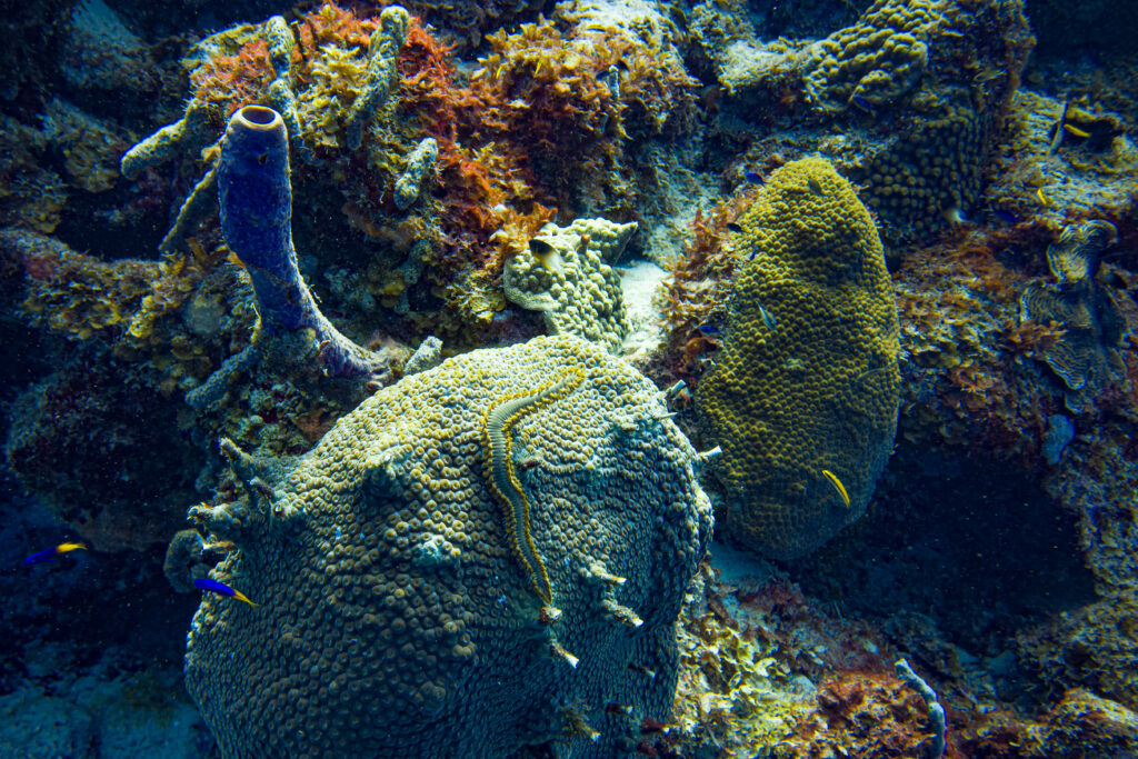 Diving Klein Curacao