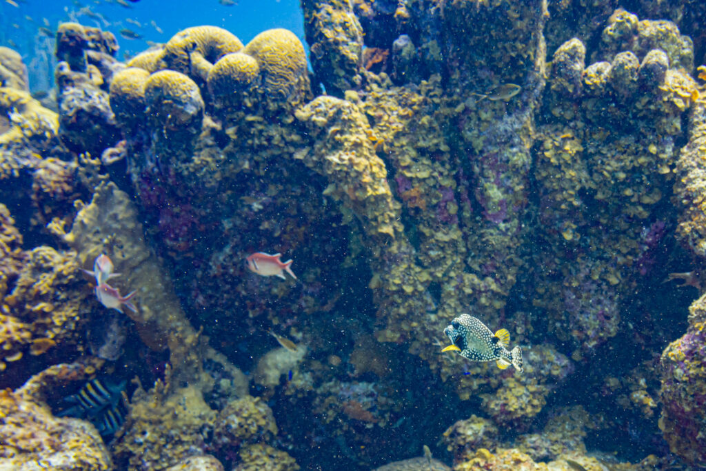 Snorkeling Klein Curacao