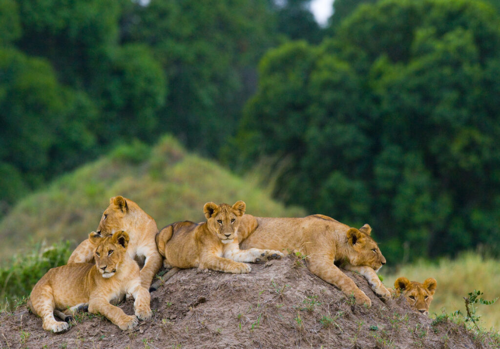 Serengeti National Park, Tanzania