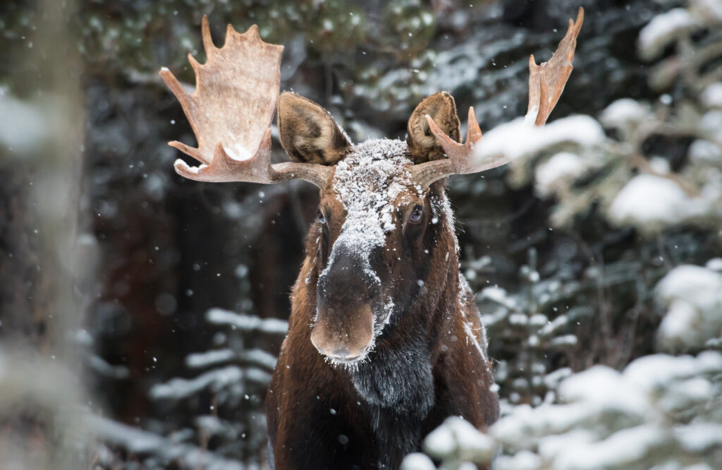 Moose