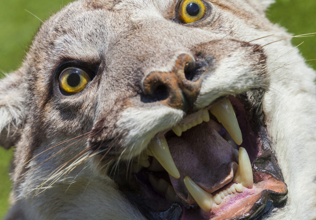 Cougar, North American Mountain Lion, Puma Concolor