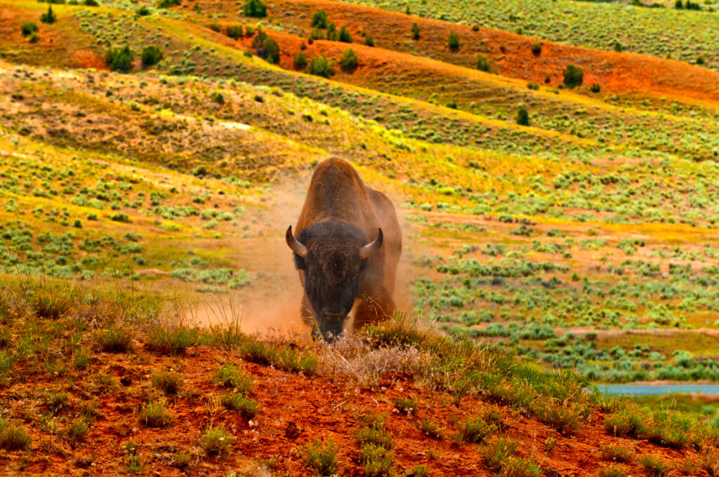 Angry Buffalo ready to charge on the red dirt prairie in Thermopolis Wyoming