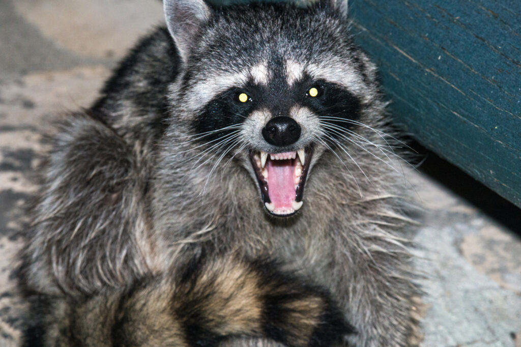 raccoon