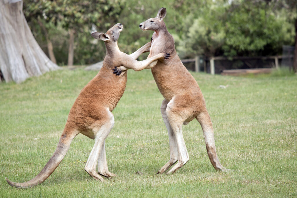 the two male red kangaroos are fighting for the dominant position in the mob