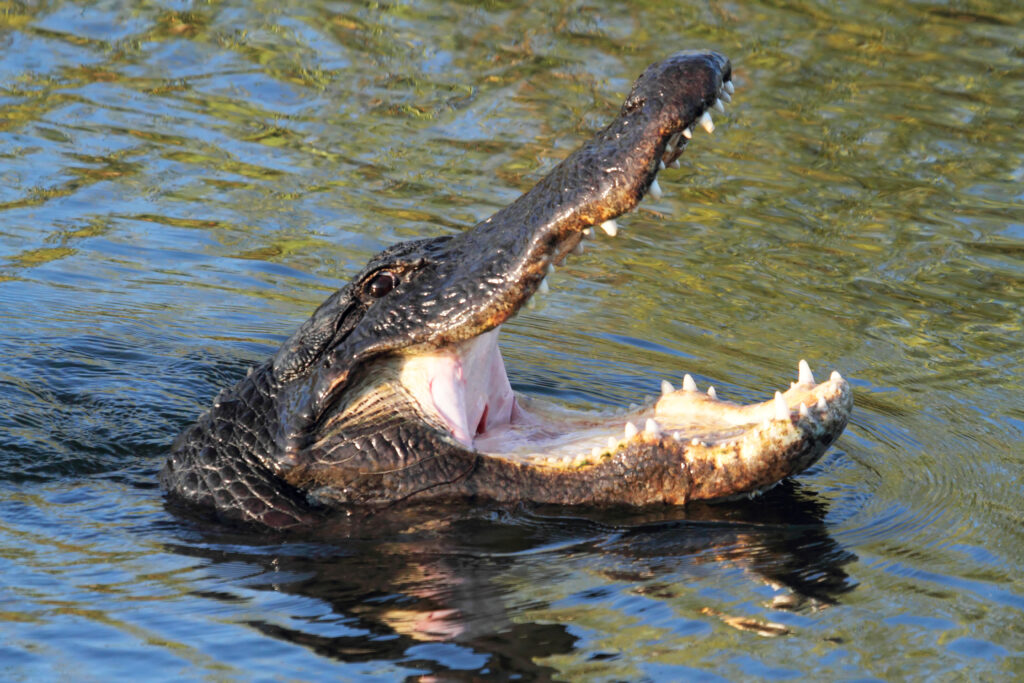 American Alligator (mississippiensis) swimming in the Florida Everglades