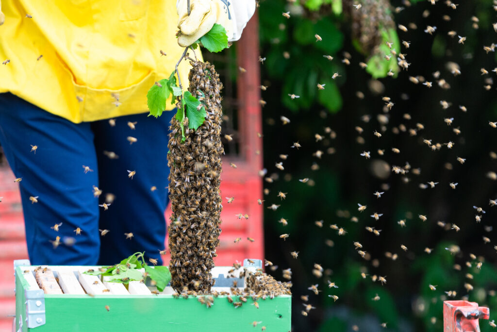 Swarming bees. The capture of the bee colony. A large swarm of bees in the hands of the beekeeper.