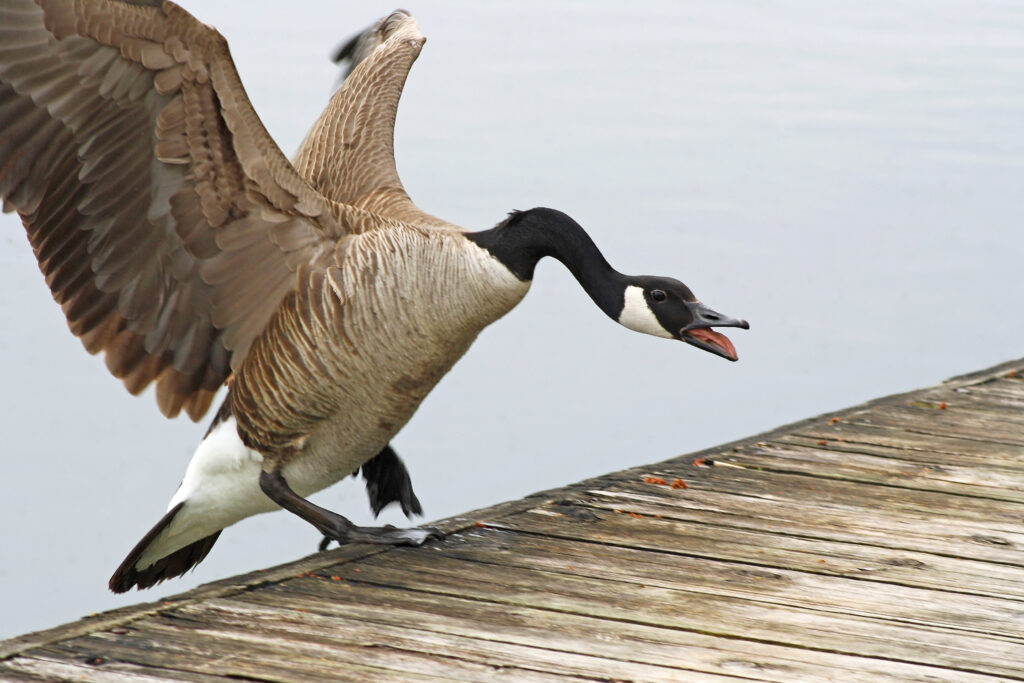 Angry goose