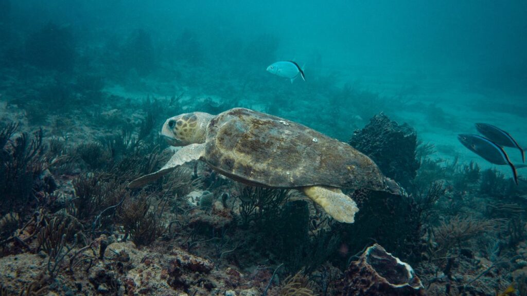 Turtle swimming West Palm Beach