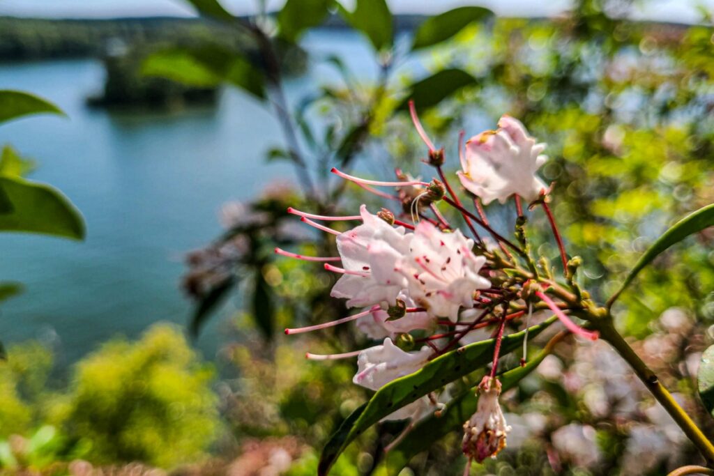 Lake Martin Mountain Laurel