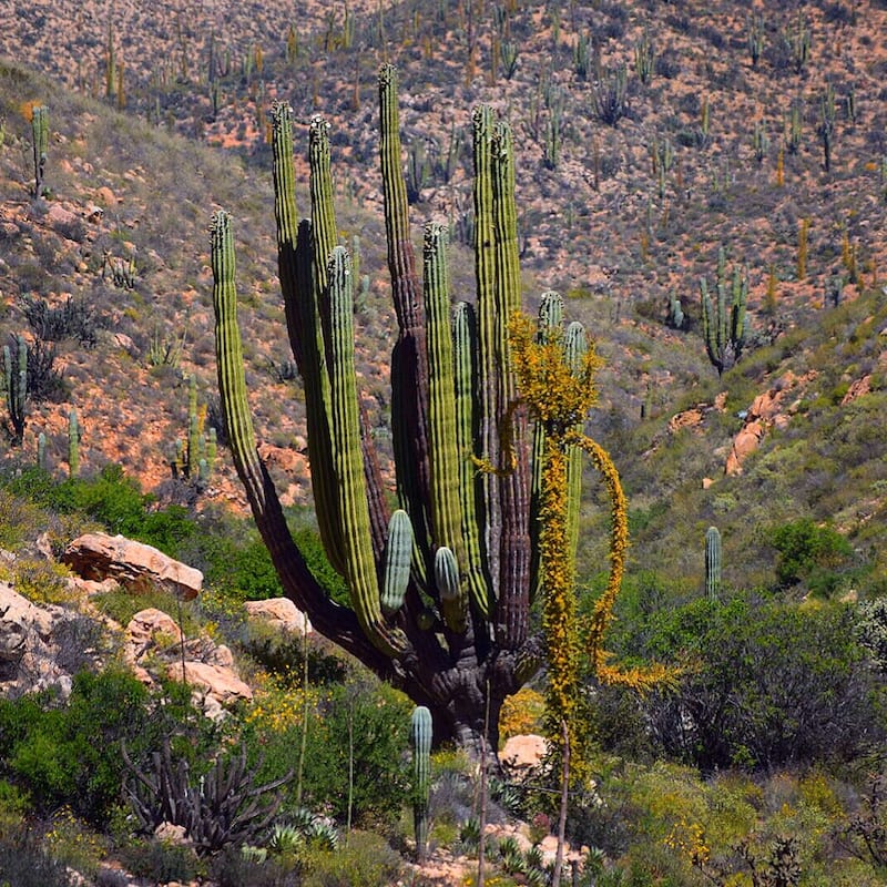 Baja road trip Mexico