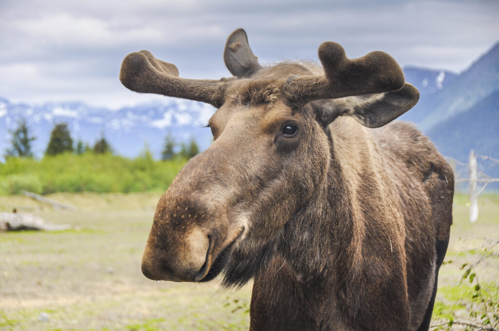 Denali moose 