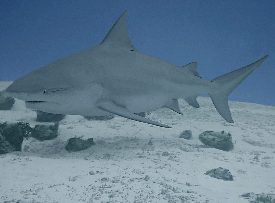 Bull-shark