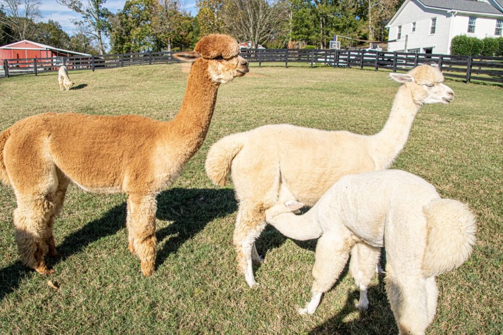 Small group of Mistletoe-Farms-Alpacas