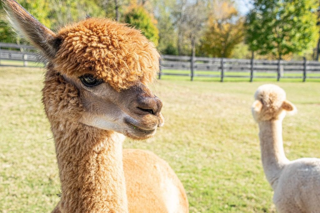 Two alpacas at Mistletoe Farms