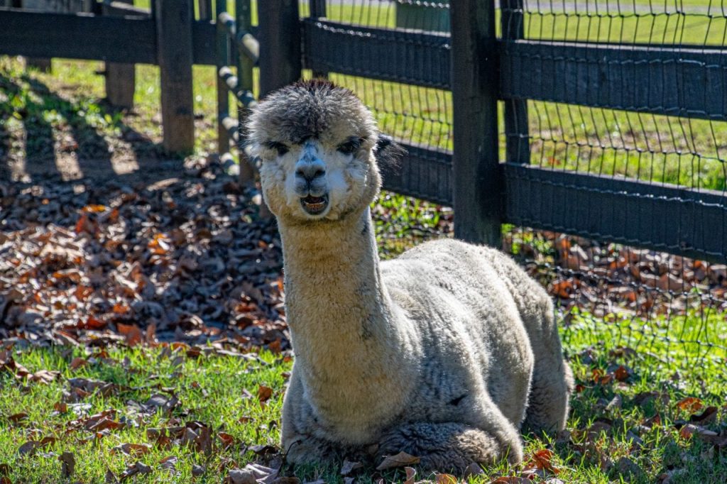 Black and white alpaca at Mistletoe Farms