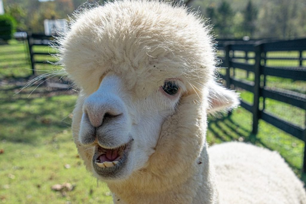 Happy alpaca at Mistletoe Farms