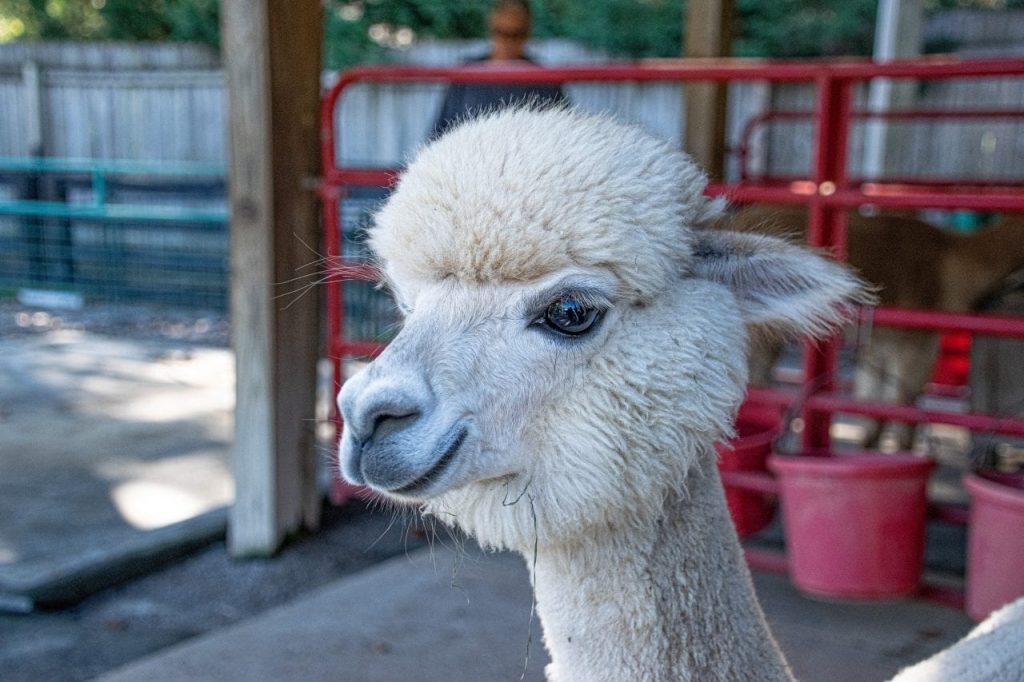 Mistletoe Farms Alpaca