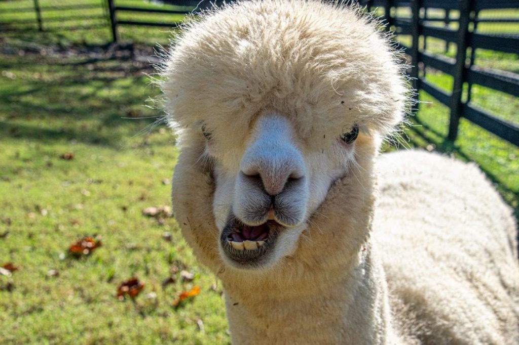 Mistletoe Farms silly Alpaca