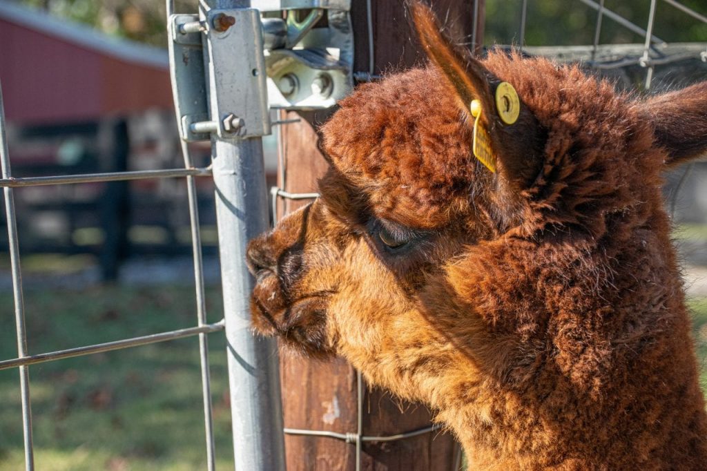 Mistletoe Farms Alpaca looking out