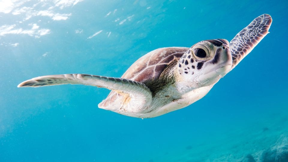 Baby Turtle swimming