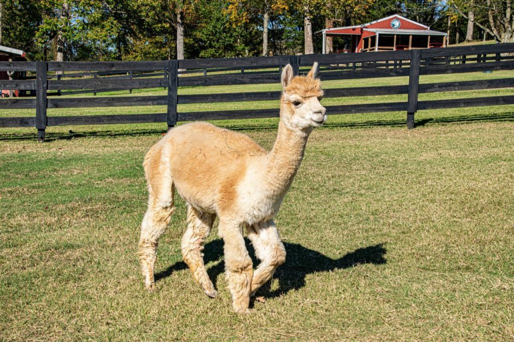 Mistletoe Farms Alpaca on the move