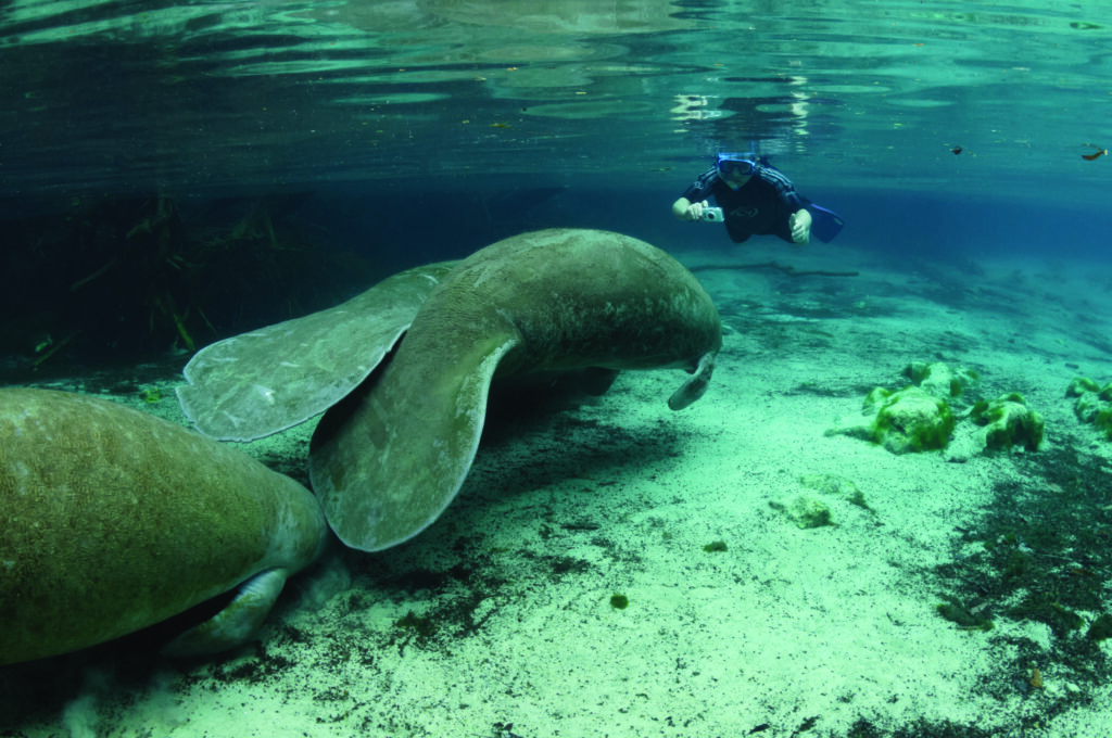 2 Manatees swimming away