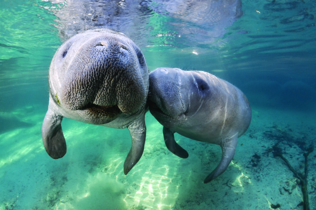 Manatee kiss