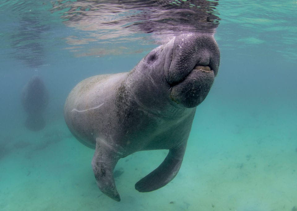 Baby manatee