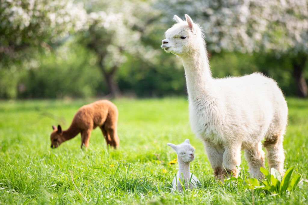 White Alpaca with offspring, South American mammal