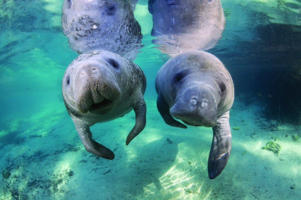 2 Manatees