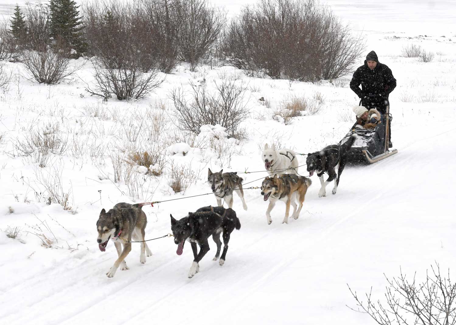 Dog Sledding Banff Snowy Owl Tours