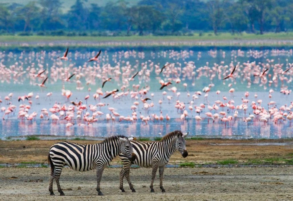 the best Travel Destinations for Nature Lovers Two zebras in with background flamingo