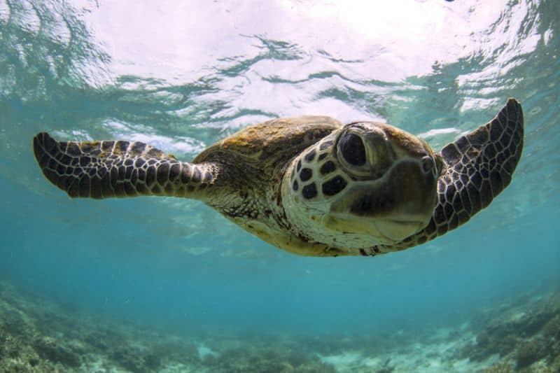 green sea turtle on the great barrier reef in queensland australia